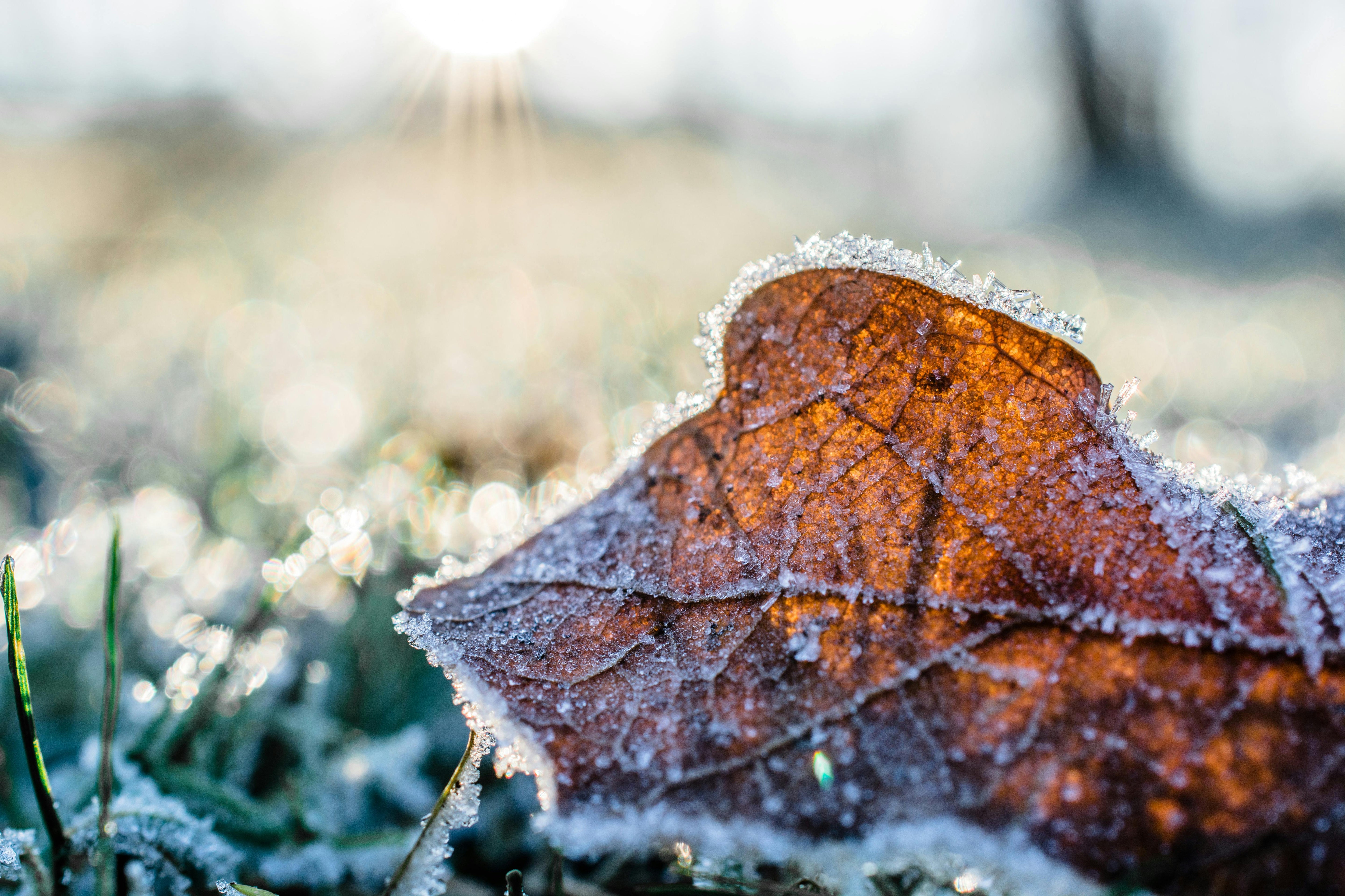 How to Prepare Your Garden for Winter
